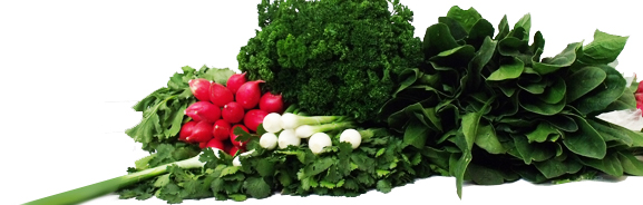 Verduras en Mexico: Cebolla, Brocoli, Cilantro, Perejil, Rabanos.